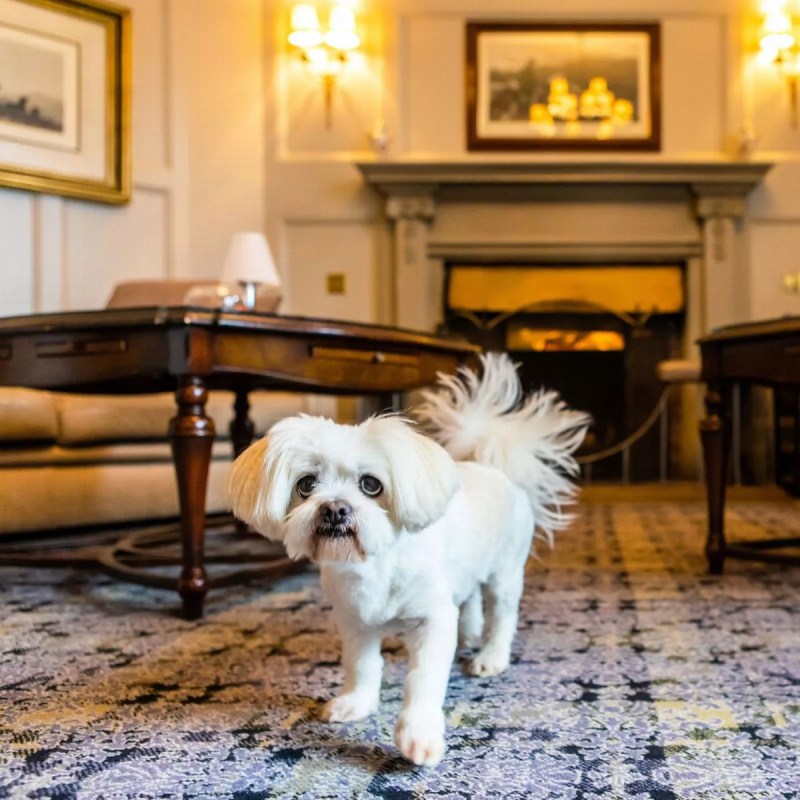 Dog Friendly Hotels East Kilbride