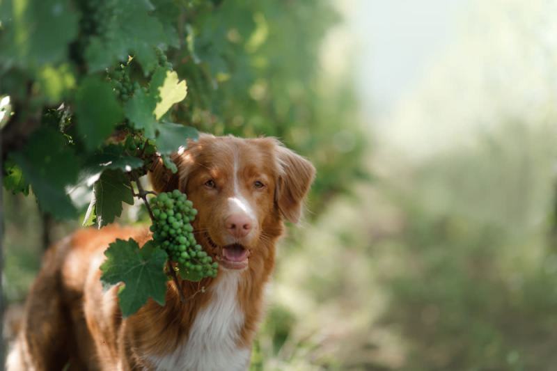 Dog Friendly Lodging Finger Lakes