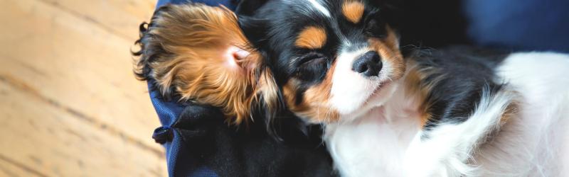 Dog Friendly Lodging Near Gilford Nh