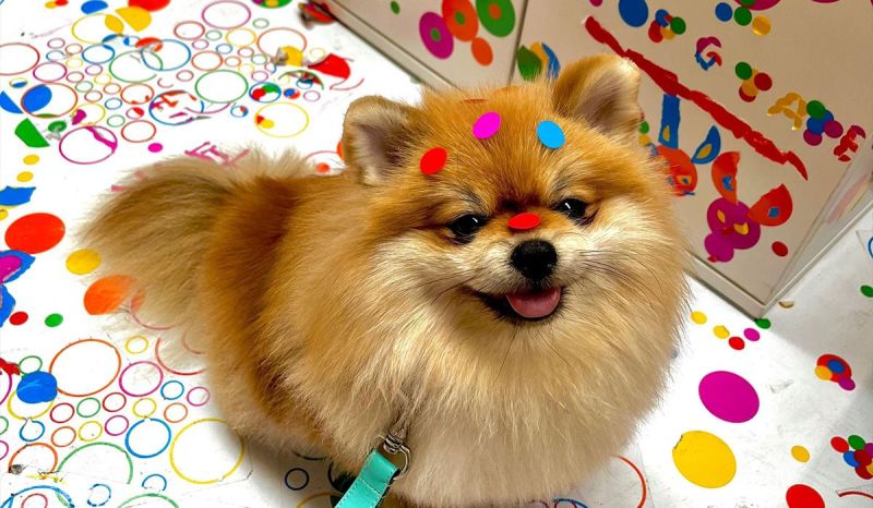 Dog Friendly Places Near Me To Visit