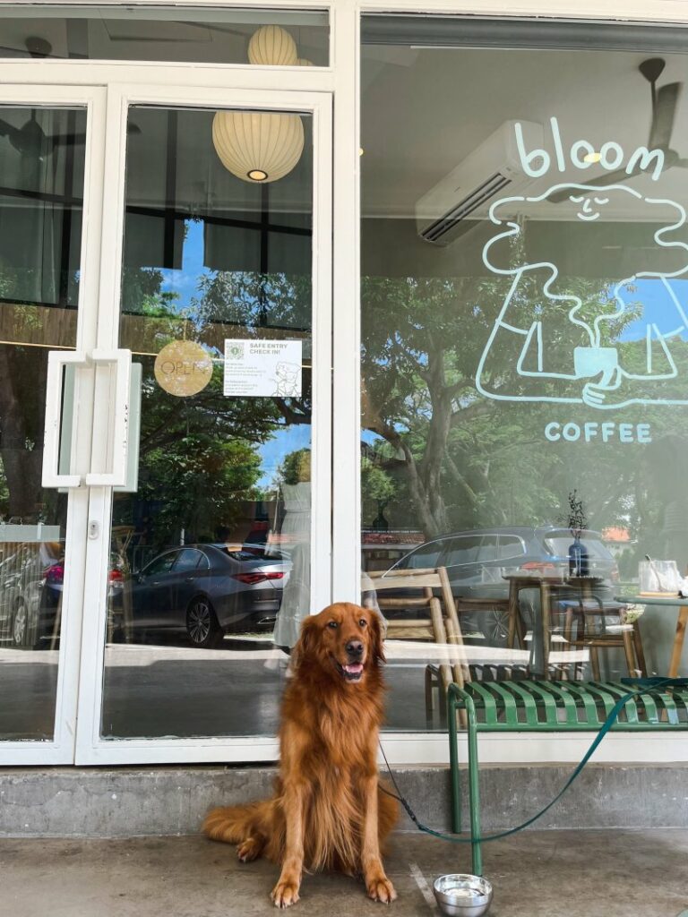 Dog Friendly Pubs Near Me With Food