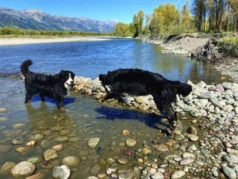 Dog Friendly Resorts Jackson Wy