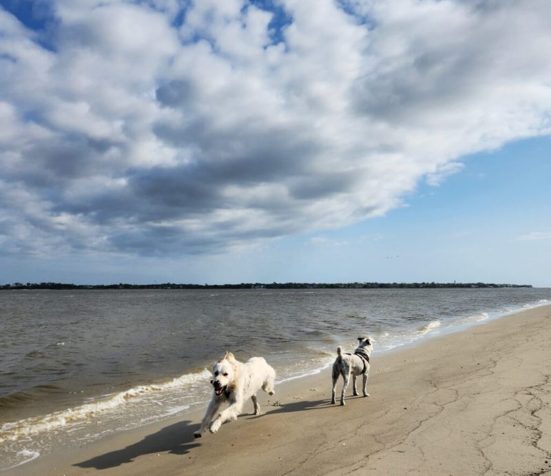 Dog Friendly Resorts Jekyll Island Ga