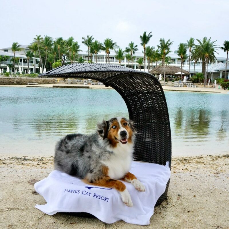 Dog Friendly Resorts Kentucky