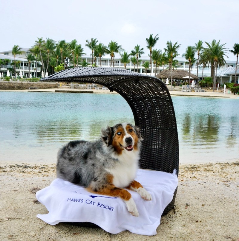 Dog Friendly Resorts Kentucky