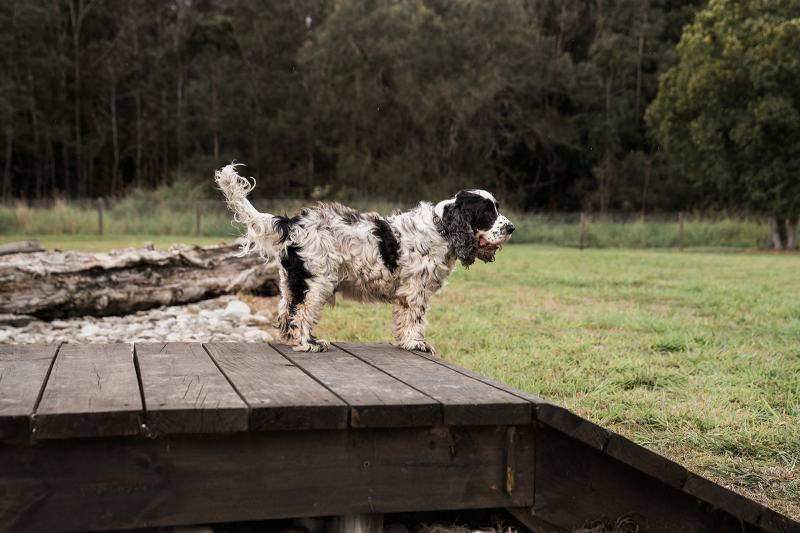 Dog Friendly Resorts Qld