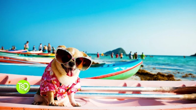 Dog Friendly Resorts Texas