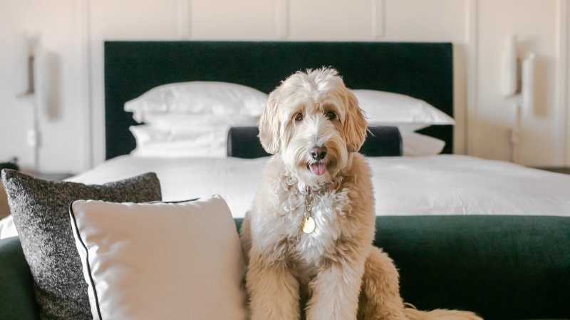 Dog Friendly Resorts Usa