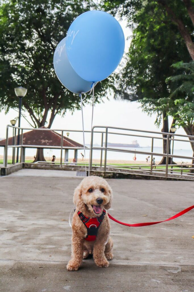 Dog Friendly Restaurants Near Me Lunch