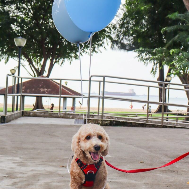 Dog Friendly Restaurants Near Me Lunch