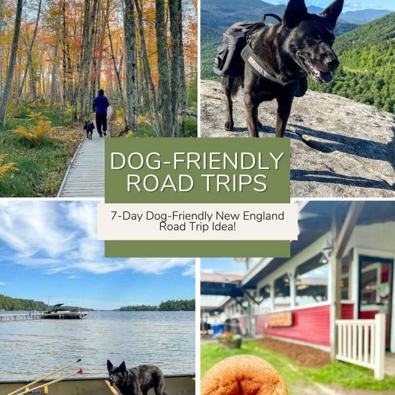 Dog-friendly Road Trips Near Me