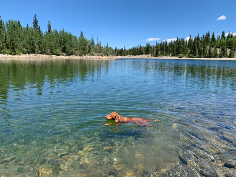 Dog Friendly Swimming Lakes Near Me For Swimming