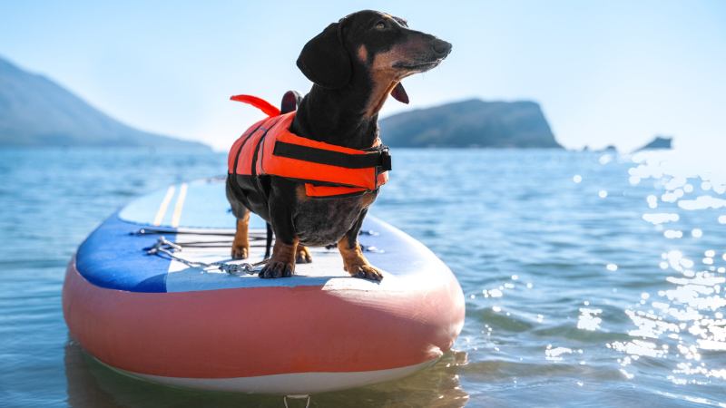 Dog Friendly Vacation Connecticut