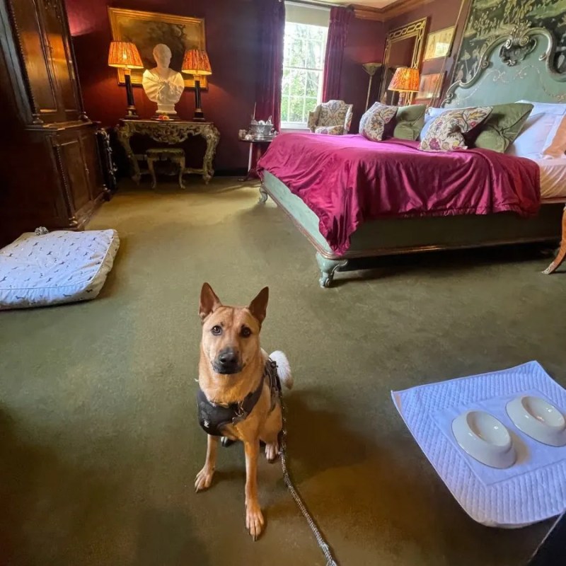 Dog Friendly Vacation Destination