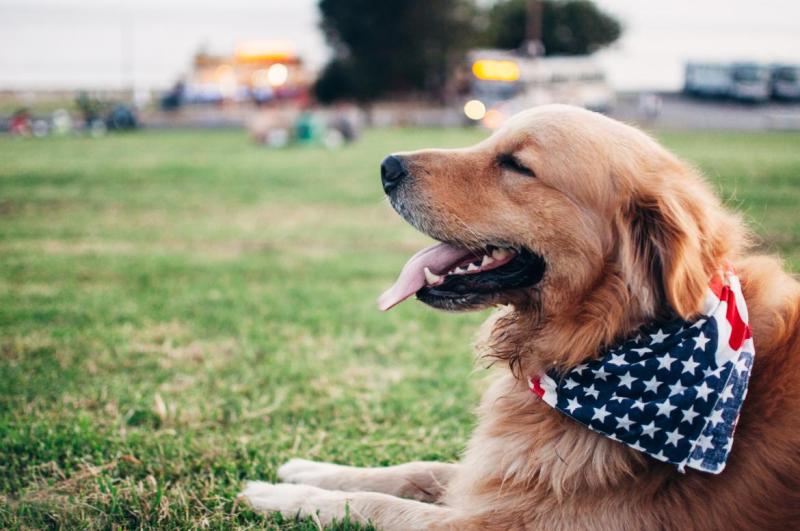 Dog Friendly Vacation Rentals Florida