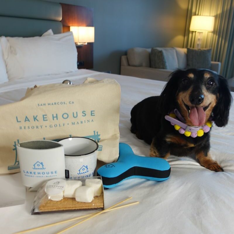 Dog Friendly Vacations In Minnesota