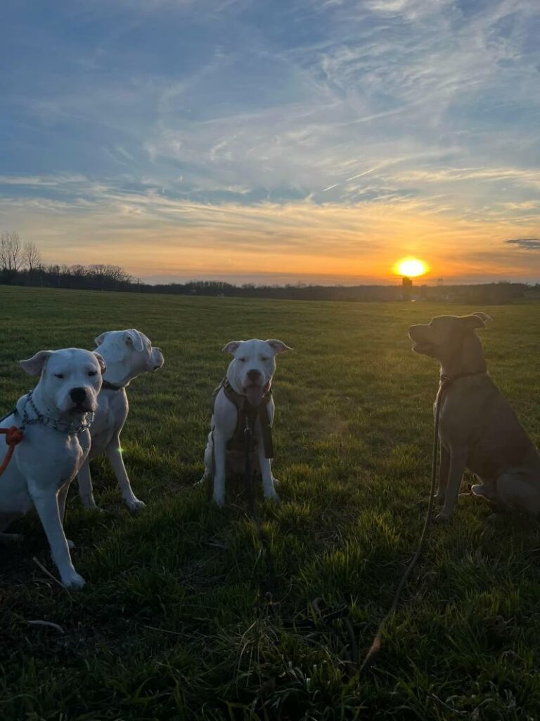 Dog Friendly Vacations In Virginia