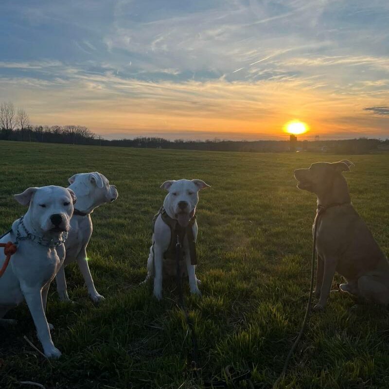 Dog Friendly Vacations In Virginia
