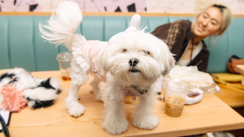 Dog Friendly Vacations Near New Jersey