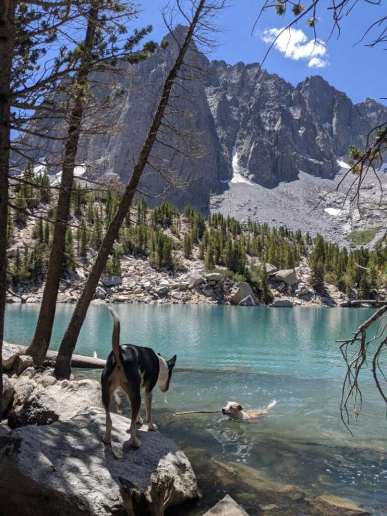 Dog Friendly Vacations Northern California