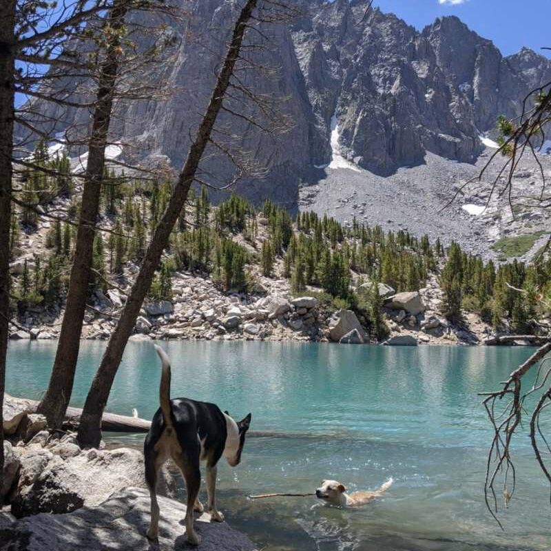 Dog Friendly Vacations Northern California