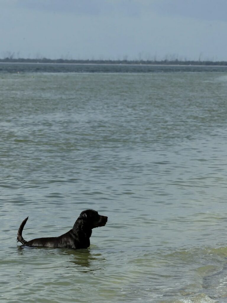 Dog Friendly Vacations On East Coast