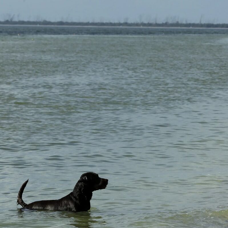 Dog Friendly Vacations On East Coast
