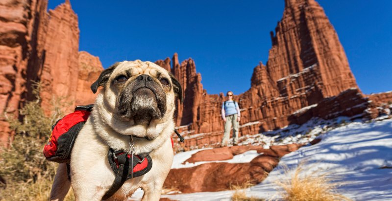 Dog Friendly Vacations Utah