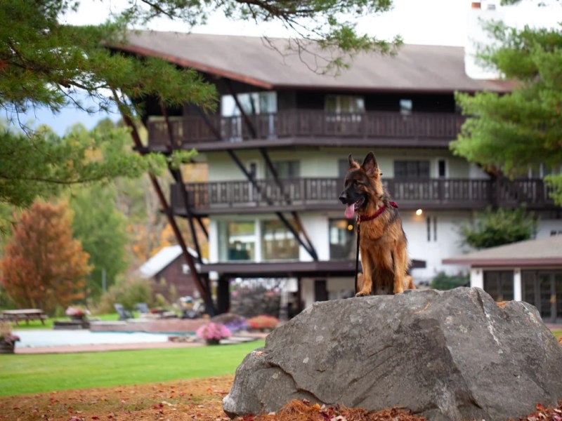 Resorts Which Allow Dogs