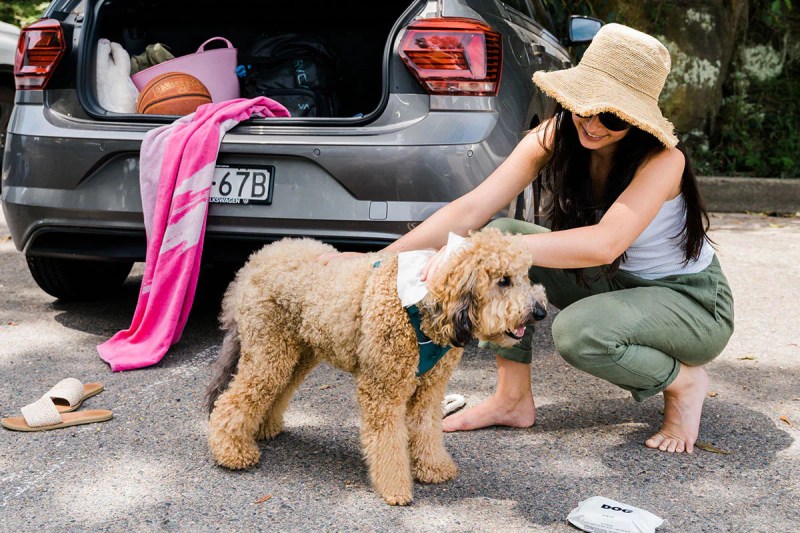 Road Trip With Dogs Tips