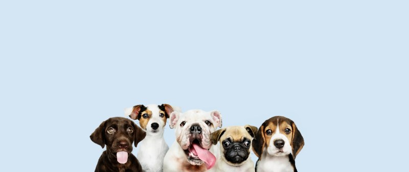 Solo Vacations With Dogs