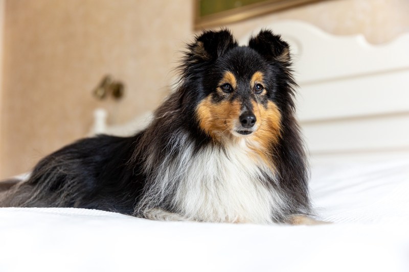 Travelodge Dog Friendly