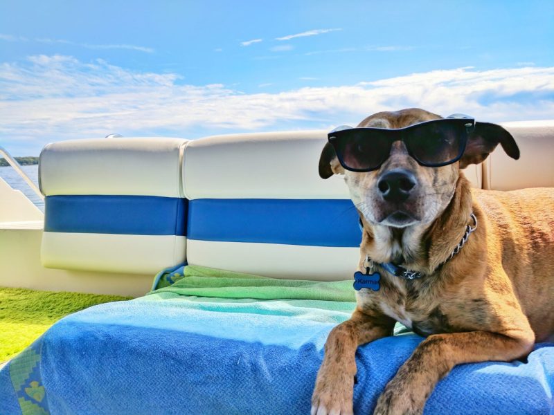 Vacations To Take With A Dog