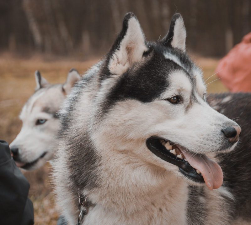 Vacations Where Dogs Are Allowed