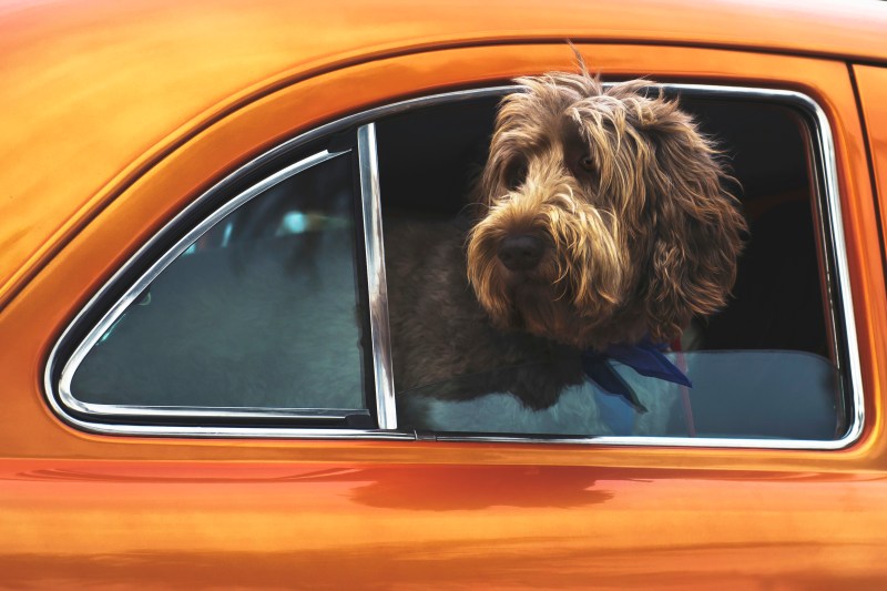 Vacations With Dogs In Florida