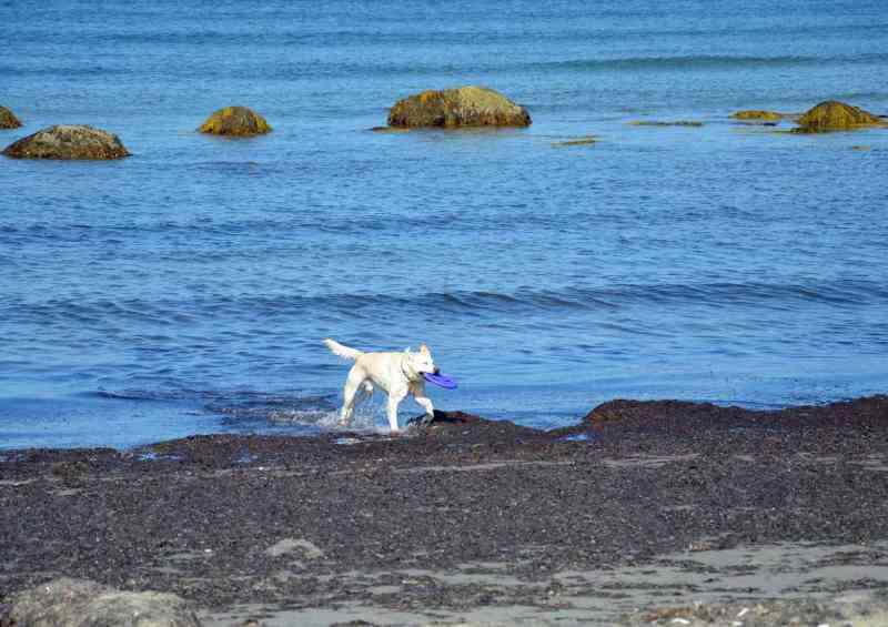 Vacations With Your Dog
