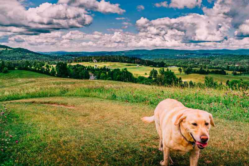 Vacations With Your Pet