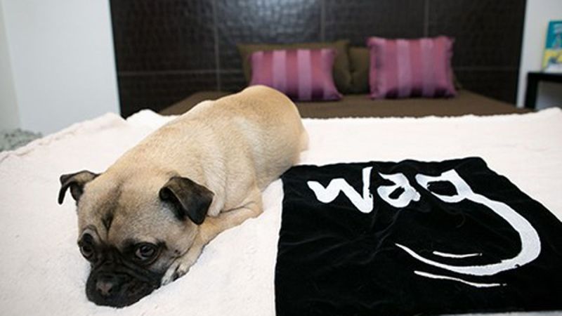 Weekend Getaways Near Me With Dogs