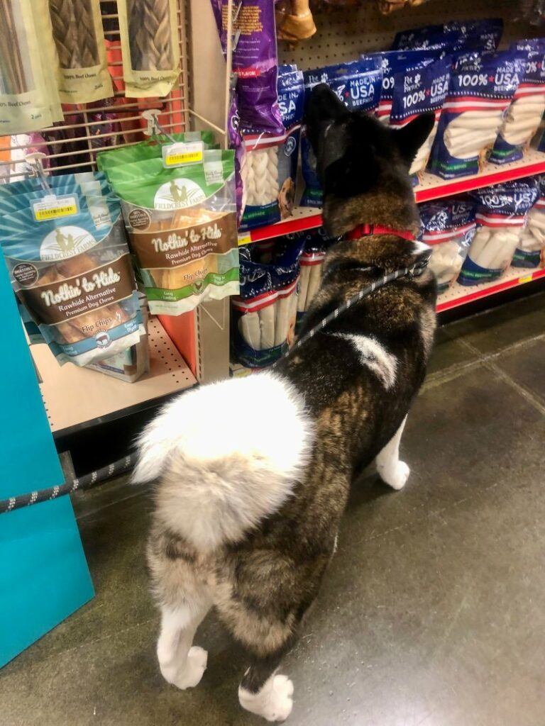 Where Can I Take My Dog When I Go On Vacation