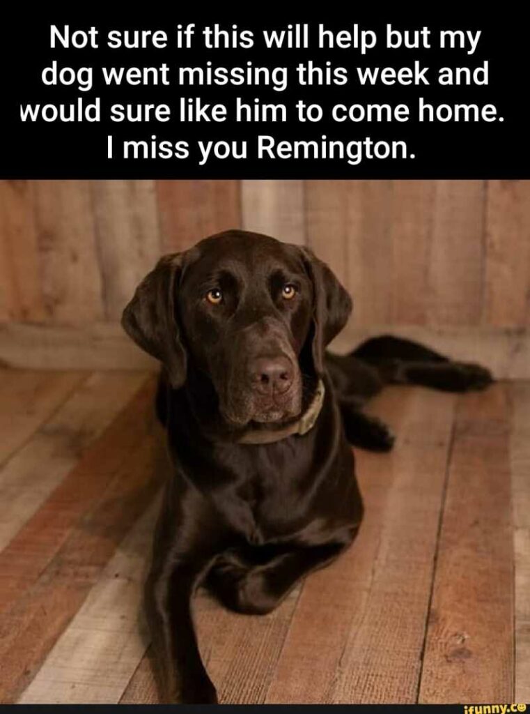 Will My Dog Miss Me When I Go On Vacation