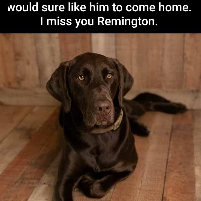 Will My Dog Miss Me When I Go On Vacation