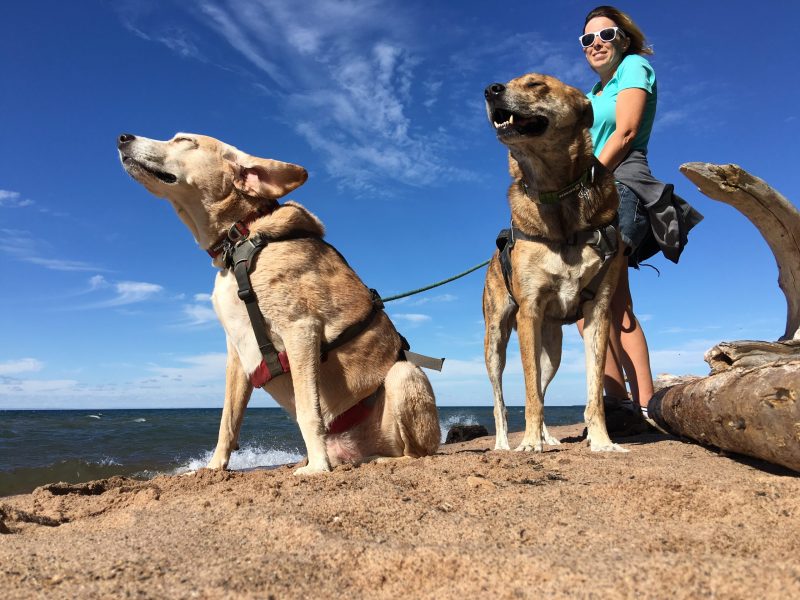Wisconsin Vacations With Dogs